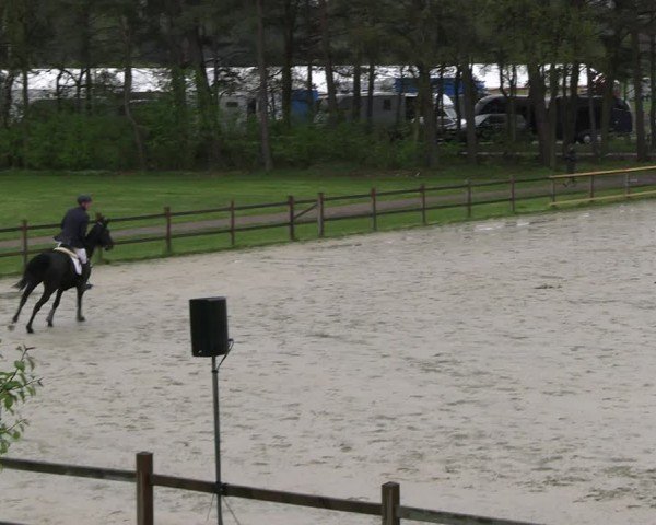 Reitturnier Westergellersen 2024