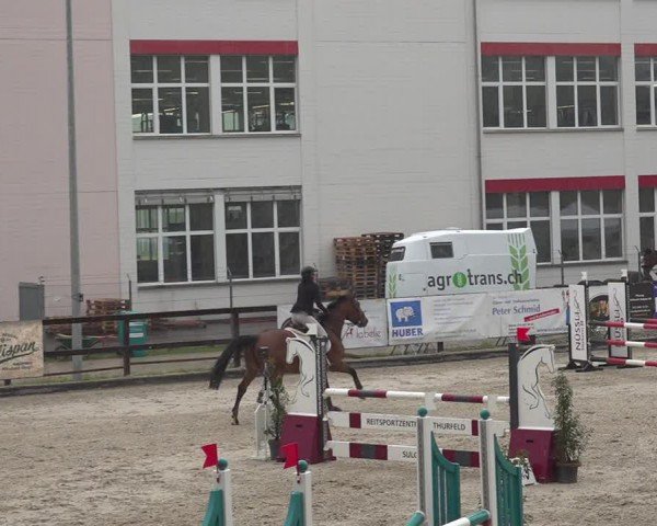 Reitturnier Sulgen 2024