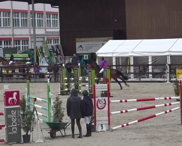 Reitturnier Sulgen 2024
