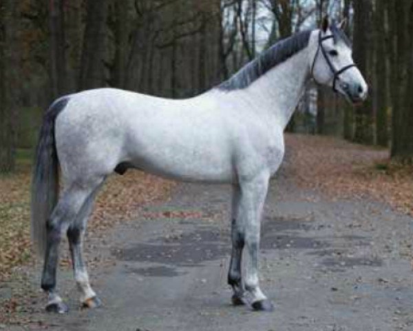 stallion Cavalo Z (Zangersheide riding horse, 2009, from Carthago) stallion Cavalo Z (Zangersheide riding horse, 2009, from Carthago)