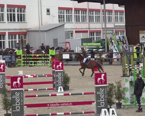 Reitturnier Sulgen 2024