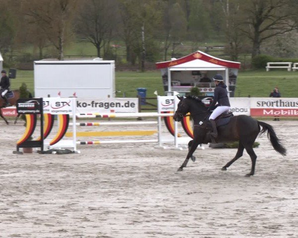 Reitturnier Westergellersen 2024