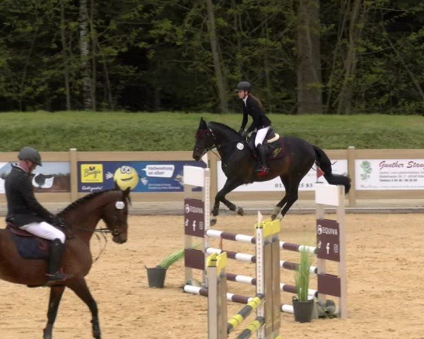 Reitturnier Tiefenhof/Opf. 2024