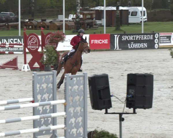 Reitturnier Westergellersen 2024