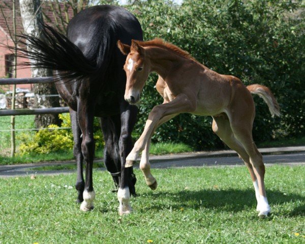 horse Toto Flame (Hanoverian, 2024, from Glock's Toto Jr.)