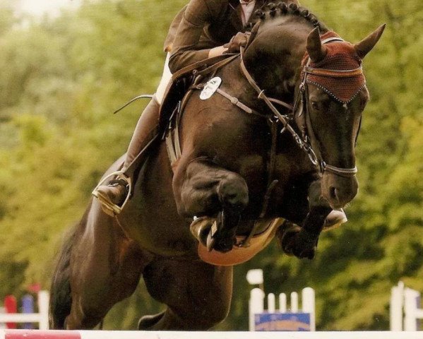 Pferd Glad Girl (Deutsches Reitpferd, 2000, von Grandel)