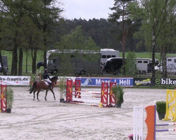 Reitturnier Westergellersen 2024