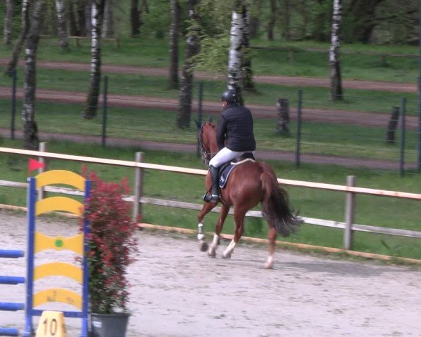 Reitturnier Westergellersen 2024