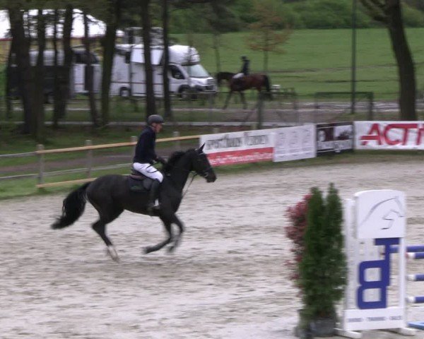 Reitturnier Westergellersen 2024