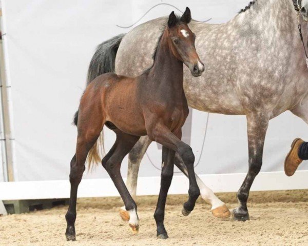 horse Con Espri (Westphalian, 2024, from Con Touch RS)