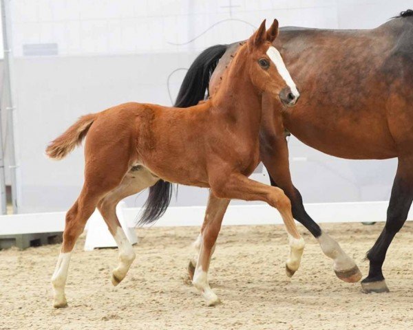 Pferd A moment of luck W (Westfale, 2024, von Aganix du Seigneur)