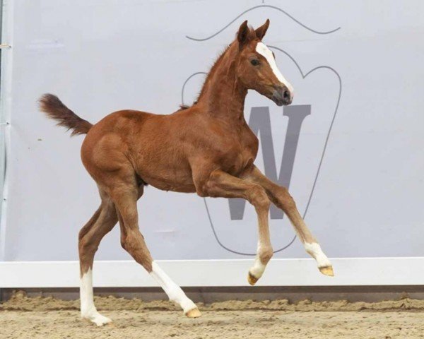 horse Cacca Pleasure (Westphalian, 2024, from Chaccothage Blue PS)