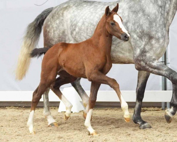 horse Donna Paola (Westphalian, 2024, from Diablue PS)