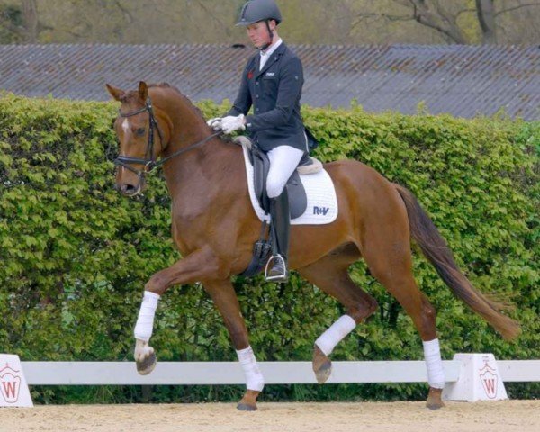 dressage horse Just Magic 8 (Westphalian, 2018, from Glock's Johnson Tn) dressage horse Just Magic 8 (Westphalian, 2018, from Glock's Johnson Tn)