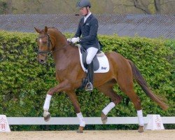 dressage horse Just Magic 8 (Westphalian, 2018, from Glock's Johnson Tn)