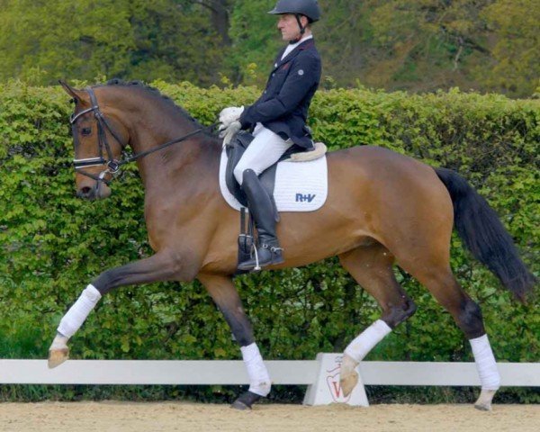 horse Bolany (Oldenburg, 2018, from Borsalino)