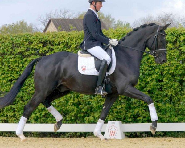 horse Davincio (Westphalian, 2018, from Da Vinci Code 6)