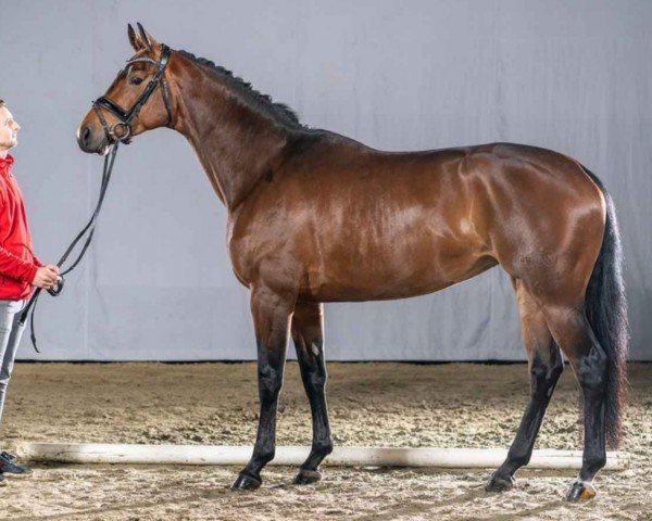 dressage horse Anna Von Schlotterstein (Westphalian, 2017, from Apollon)