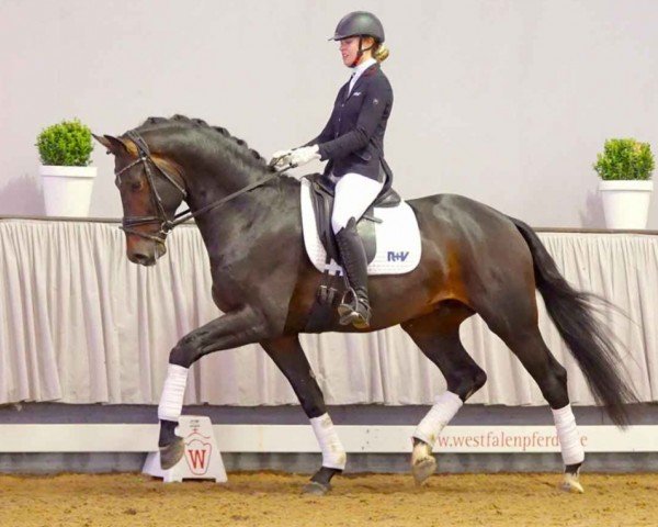 dressage horse Zoom Time (Westphalian, 2018, from Zoom)