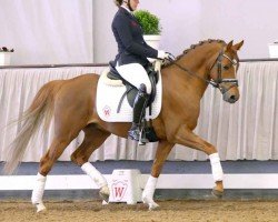 horse Cosmo Star (German Riding Pony, 2017, from Cosmopolitan NRW)