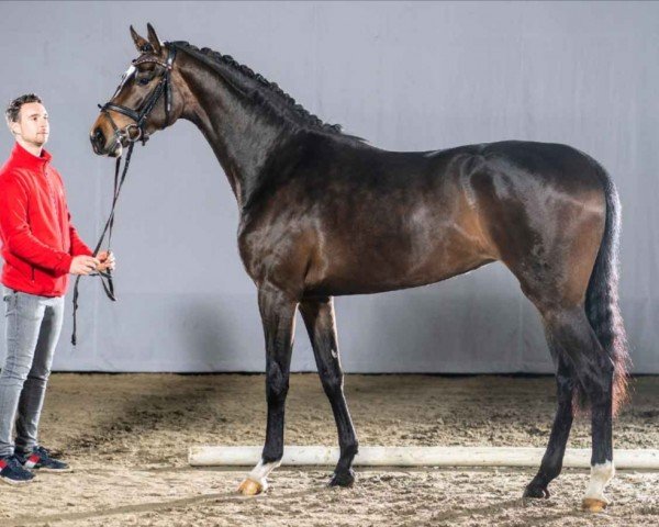 horse Daylight (Westphalian, 2018, from Blue Hors Dreamline)