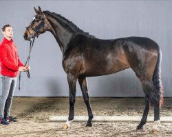 horse Daylight (Westphalian, 2018, from Blue Hors Dreamline)