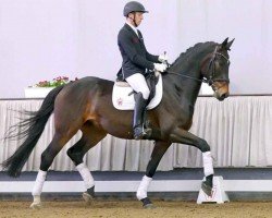 Dressurpferd Dumbledore H (Westfale, 2017, von Dark Sensation)