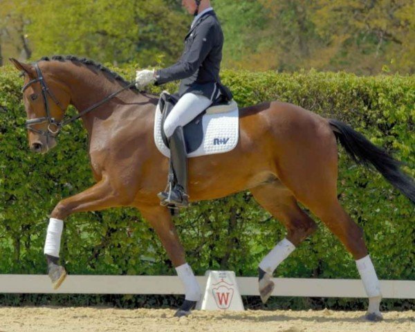 horse Cisowa (Westphalian, 2018, from Captain Collin)