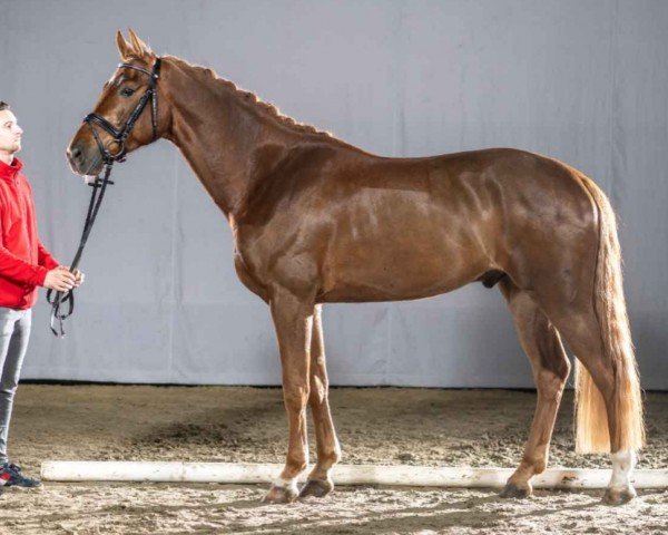 horse Fernando (Westphalian, 2017, from For Romance I)