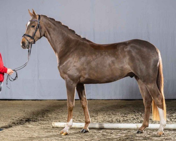 horse Fantabulous (Oldenburg, 2018, from Foundation 2)
