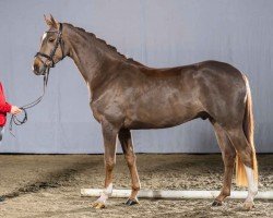 horse Fantabulous (Oldenburg, 2018, from Foundation 2)