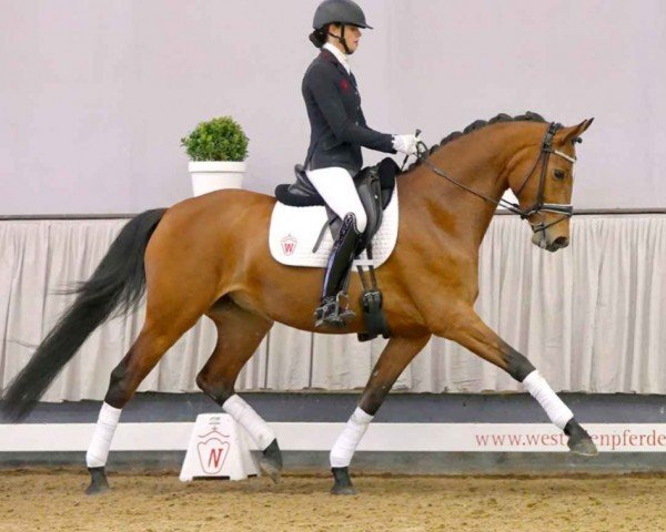 horse Lucia (Rhinelander, 2017, from Lord Loxley I)