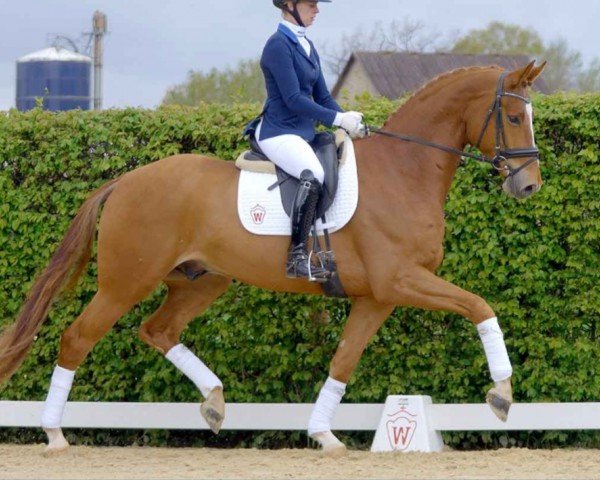 Dressurpferd Bernstein 132 (Westfale, 2017, von Ballettmeister)