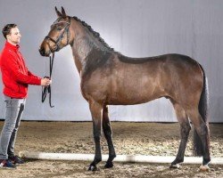 dressage horse Nouvaliero (German Riding Pony, 2017, from Not Black)