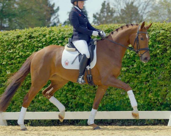 horse Seniora Luna (Westphalian, 2017, from Sir Heinrich OLD)