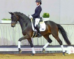 dressage horse Rubi Rescano (Hanoverian, 2017, from Rubin Royal OLD)