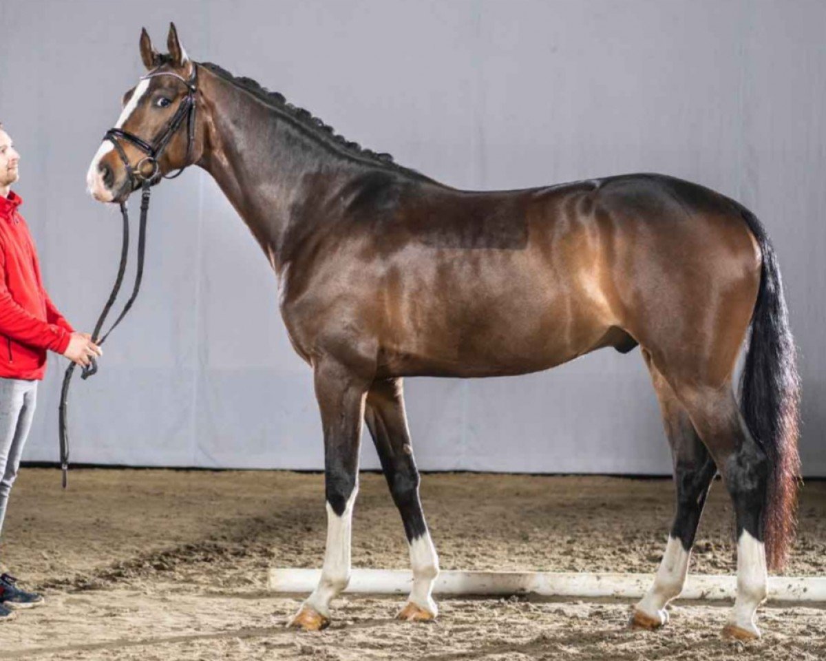 horse Hengst von Sir Heinrich / Liebeszauber (Westphalian, 2017, from Sir Heinrich OLD)