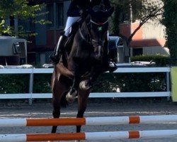 jumper Valentinos Dreamboy (Hanoverian, 2017)