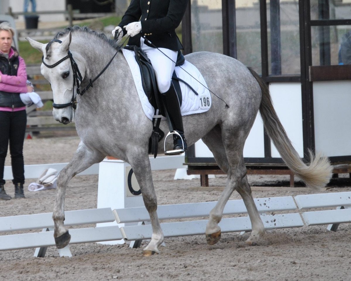 Zuchtstute Die Kleine Victoria (Deutsches Reitpony, 2007, von Dornik B)