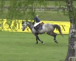 broodmare China du Lunain (Selle Français, 2012, from Norman Pre Noir)