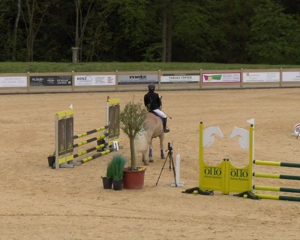 Reitturnier Tiefenhof/Opf. 2024