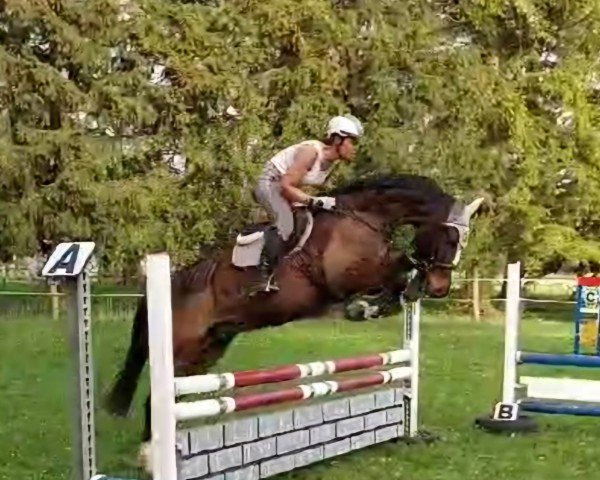 jumper Superfly 5 (Hanoverian, 2009, from Sir Shutterfly)