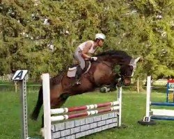 jumper Superfly 5 (Hanoverian, 2009, from Sir Shutterfly)