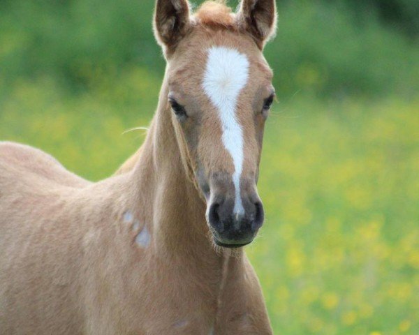 horse Vienna Calling (German Riding Pony, 2022, from FS New Chance)