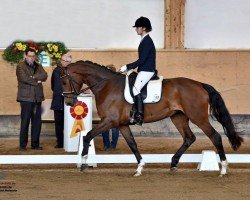 broodmare Soly Luna (Hanoverian, 2012, from Scolari)