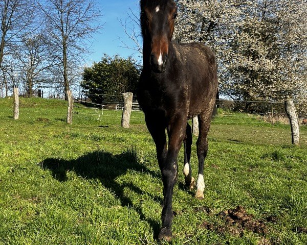 horse Skydancer (Westphalian, 2023, from Sky)