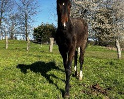 horse Skydancer (Westphalian, 2023, from Sky)