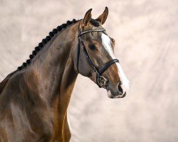 stallion Chapeau del Pierre (Holsteiner, 2020, from Casall Ask)