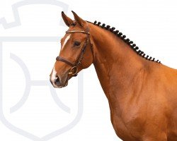 stallion Churro (Holsteiner, 2021, from Chopin VA)