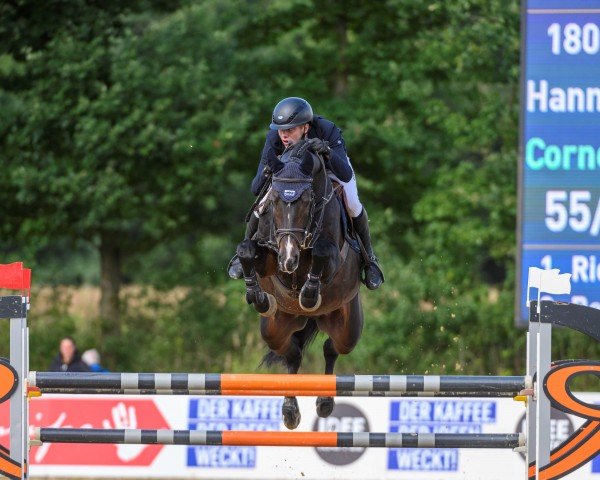 stallion Coquetto (Holsteiner, 2016, from Cornet Obolensky)